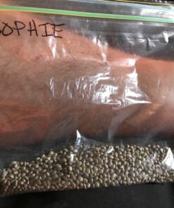 Buy AK 48 Auto Feminised Seeds