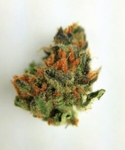 Black Cherry Soda Strain