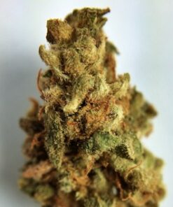 Lucid Dream Strain