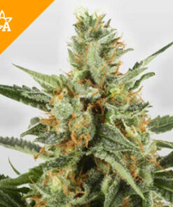 WSS Skunk Automatic Seeds