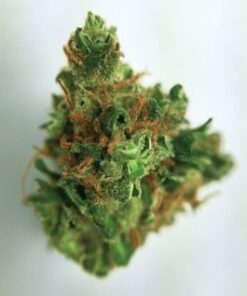 Cannatonic Strain