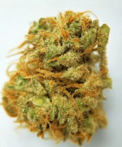 Harlequin Marijuana