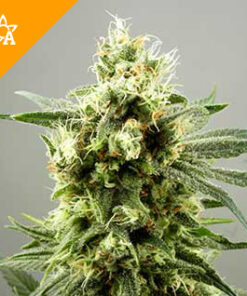 Diesel Haze Autofeminized