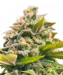 Pineapple Auto-Flowering