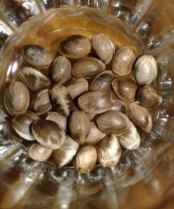 Lemon Kush Seeds Online