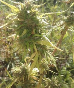 Blue Dream Purple Kush Feminized seeds