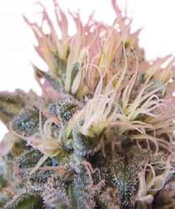 STRAWBERRY ICE FEMINIZED SEEDS