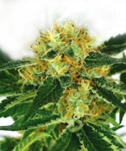 Buy Sensible Seed Mix Online